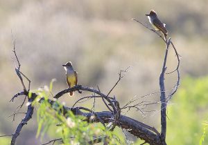 brown-crested-flycatcher.jpg