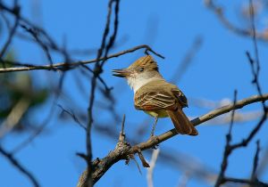brown-crested-flycatcher_3.jpg
