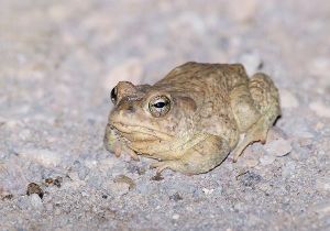 arizona-toad_2.jpg