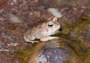 arizona-toad_3.jpg