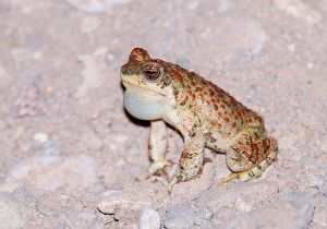 red-spotted-toad_1.jpg