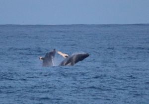 humpback-whale_1.jpg