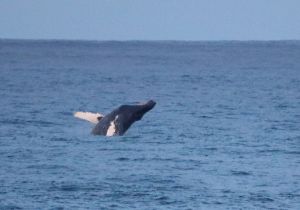 humpback-whale_3.jpg