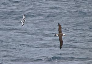 laysan-albatross_1.jpg