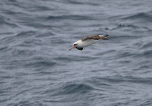 laysan-albatross_6.jpg