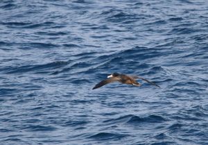 short-tailed-albatross_2.jpg