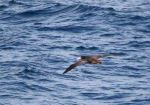 short-tailed-albatross_3.jpg