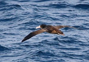 short-tailed-albatross_4.jpg