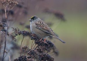 golden-crowned-sparrow_2.jpg