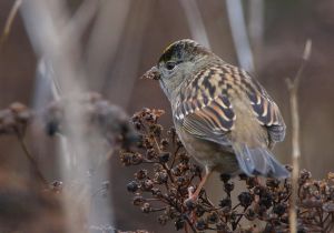 golden-crowned-sparrow_3.jpg