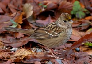 golden-crowned-sparrow_1.jpg