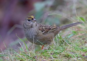 golden-crowned-sparrow_7.jpg