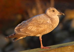 glaucous-winged-gull.jpg