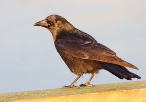 northwestern-crow_1.jpg