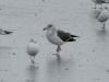 Filename=gull_04.jpg
Filesize=58KB
Dimensions=576x432
Date added=Dec 30, 2007 gull_04.jpg