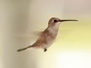 black-chinned-hummingbird_02.jpg