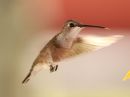 black-chinned-hummingbird_03.jpg