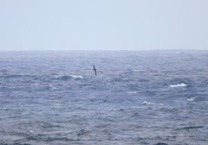 black-footed-albatross.jpg