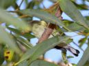 blackpoll-warbler.jpg