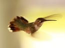 broad-tailed-hummingbird_00.jpg