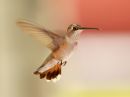 broad-tailed-hummingbird_01.jpg