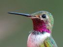 broad-tailed-hummingbird_01~0.jpg