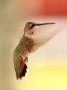 broad-tailed-hummingbird_02.jpg