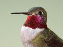 broad-tailed-hummingbird_02~0.jpg