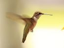 broad-tailed-hummingbird_03.jpg