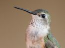 broad-tailed-hummingbird_03~0.jpg
