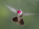 broad-tailed-hummingbird_04~0.jpg