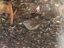 chipping-sparrow_01.jpg