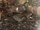 chipping-sparrow_02.jpg