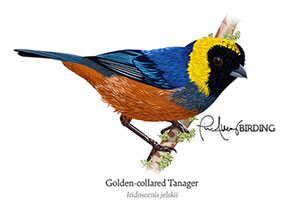 golden-collared-tanager.jpg