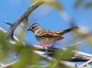 golden-crowned-sparrow.jpg
