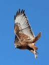 red-tailed-hawk_01~1.jpg