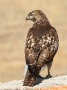 red-tailed-hawk_01~2.jpg