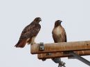 red-tailed-hawk_01~3.jpg
