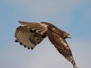 red-tailed-hawk_02~1.jpg