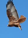 red-tailed-hawk_02~2.jpg