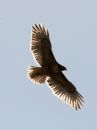 red-tailed-hawk_02~3.jpg