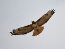 red-tailed-hawk_03.jpg