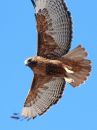 red-tailed-hawk_03~2.jpg