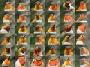 rufous-hummingbird-gorgets.jpg