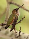 rufous-hummingbird_02~0.jpg