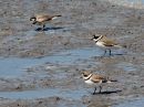 semipalmated-plover_1.jpg