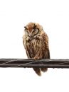 striped-owl_01.jpg